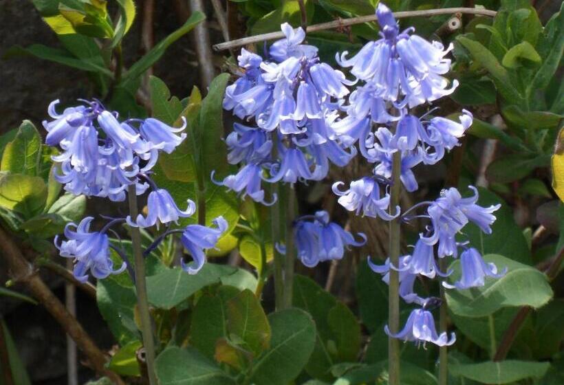 Отель Nethercliffe