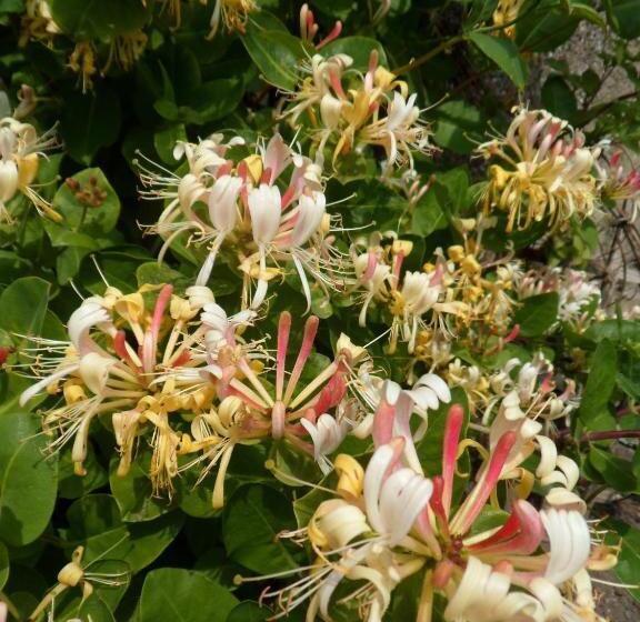 Отель Nethercliffe