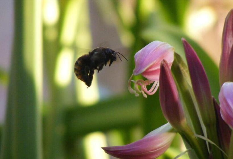 בית מלון כפרי Las Termas