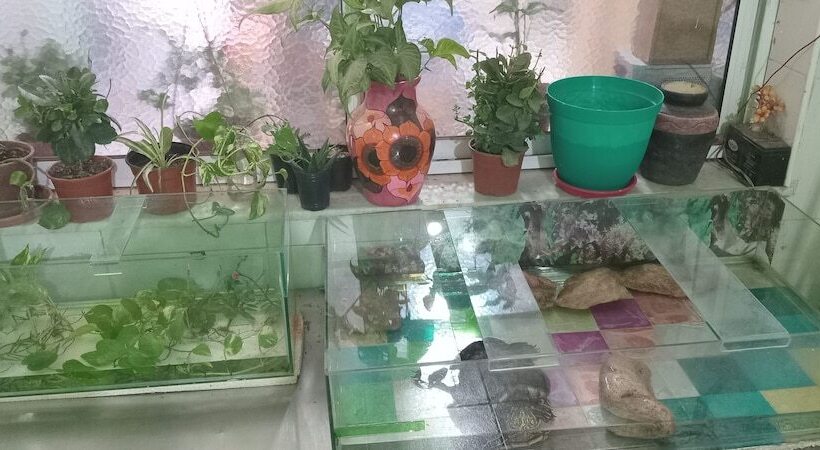 هاستل Hospedaje La Rana