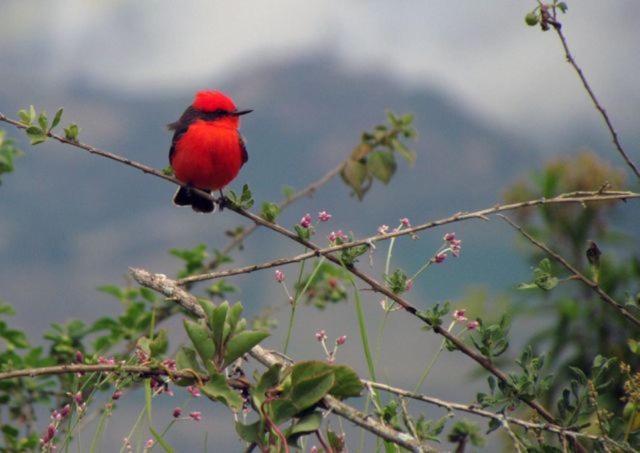 Hotel Hosteria Cananvalle