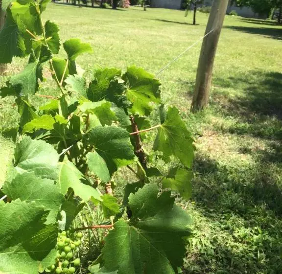 ホテル Tikaykilla Lodge & Wines