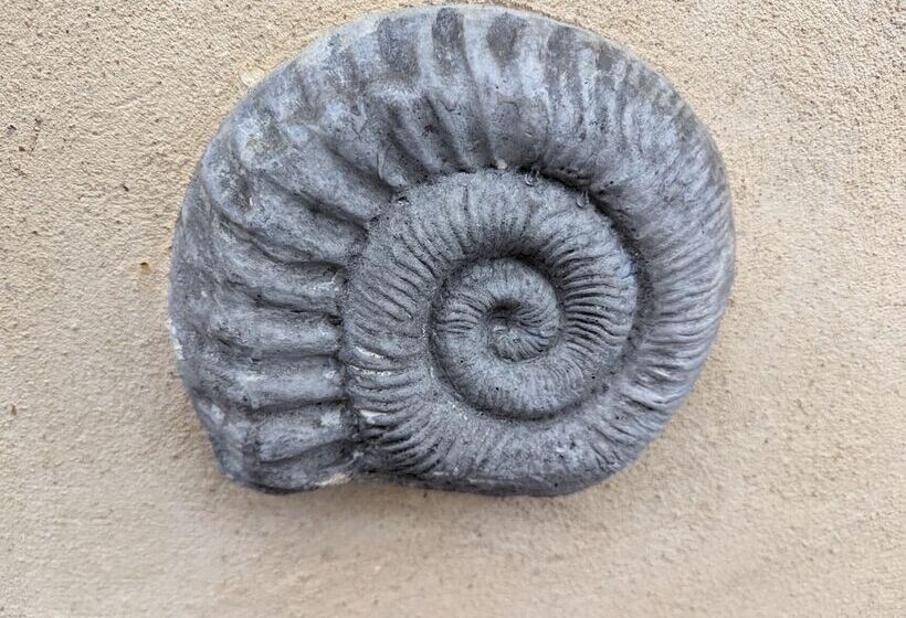 פנסיון Jurassic Bay Holidays