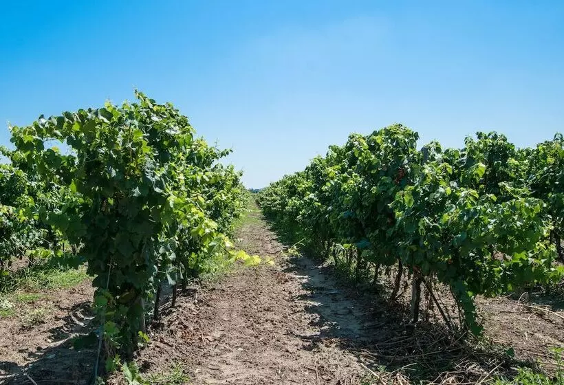 Hotelli Masseria Mazzetta Salento Corte Del Falconiere B&b