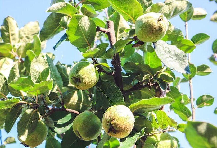 ホテル Agriturismo La Pietriccia