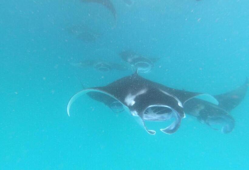 پانسیون Lvis Blancura