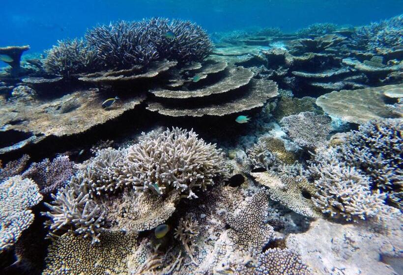 پانسیون Lvis Blancura