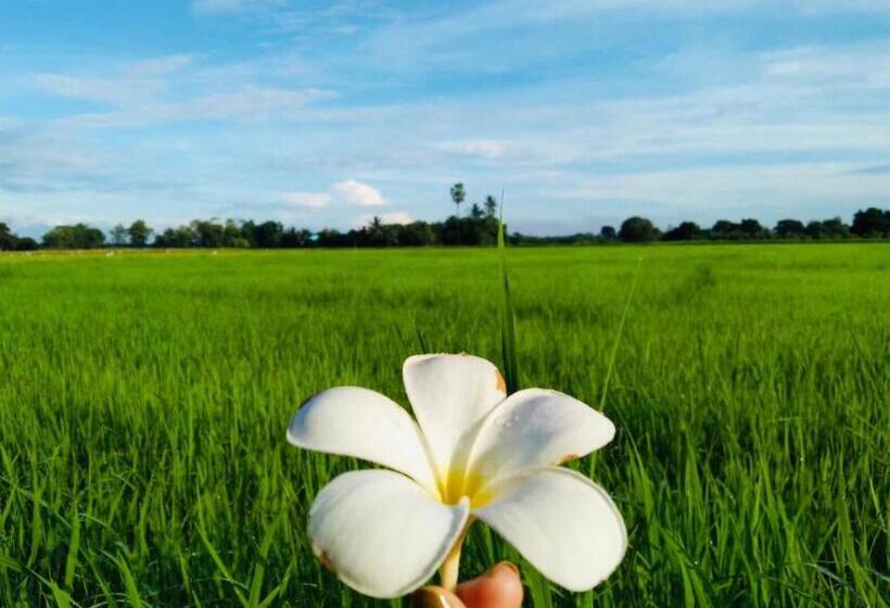 住宿加早餐  Kratomrimtung Homestay กระท่อมริมทุ่งโฮมสเตย์