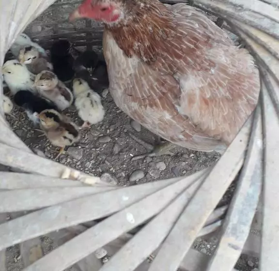 Aamiaismajoitus (B&B) Dd Guesthouse