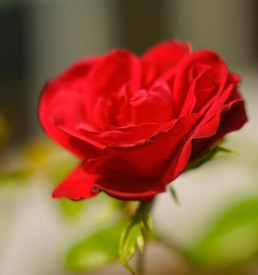 Bed and Breakfast The Goldfinch Normandy