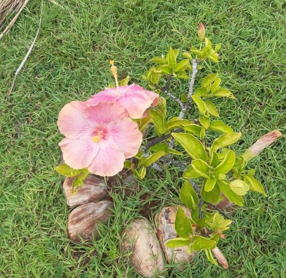 پانسیون Papol Et Tella Guesthouse
