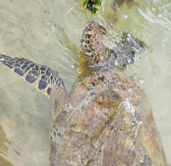 Отель Balance Beach Resort