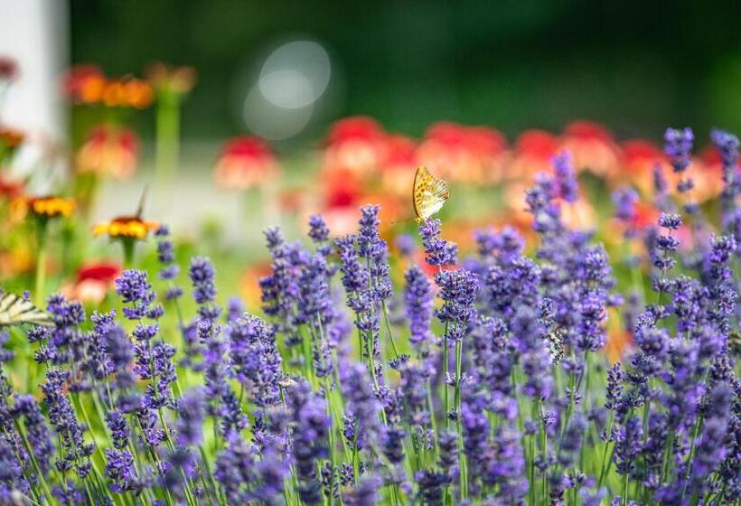 בית מלון כפרי Graefl Major Kétútköz