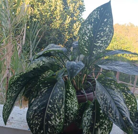 ペンション Casa Rota Mar