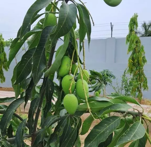ホテル Aarul Farms