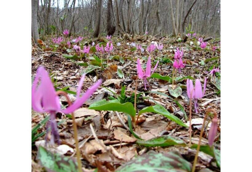 Oshuku Onsen Hotel Uguisu   Vacation Stay 27299v
