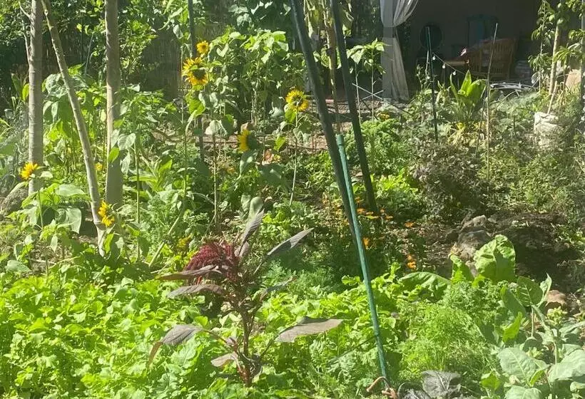 Aamiaismajoitus (B&B) Artsy Cabin On Organic Farm