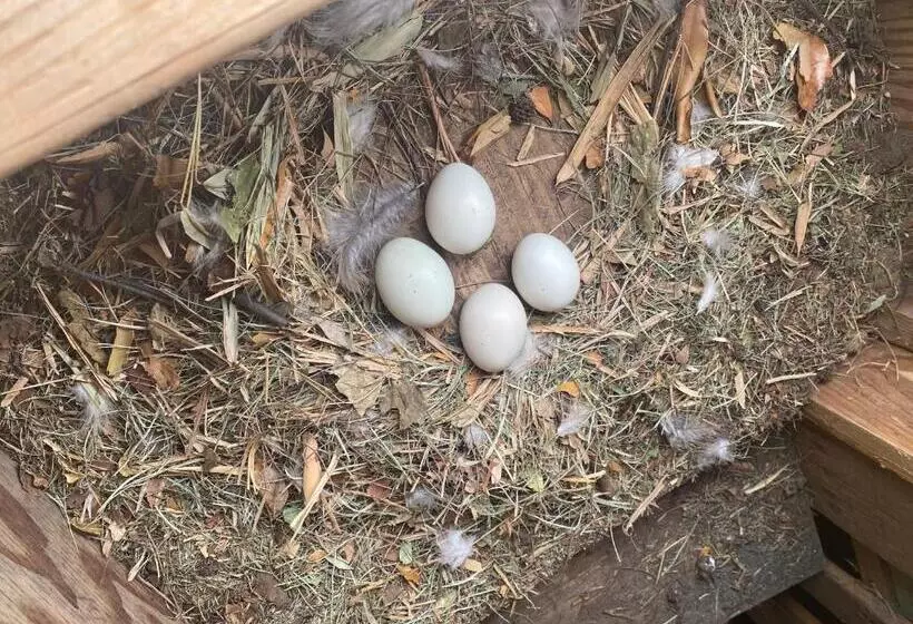 Aamiaismajoitus (B&B) Artsy Cabin On Organic Farm