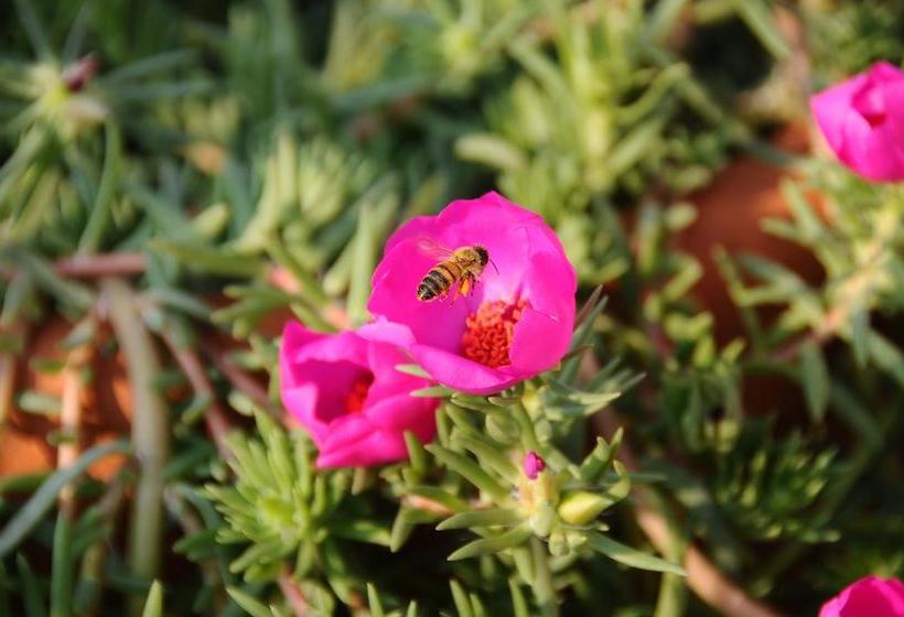 Hotelli Residence La Cycas