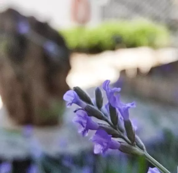 هتل روستایی Insula Barataria