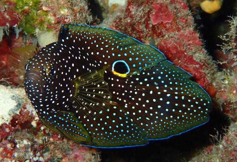 Pensão Ocean Front Miyakojima
