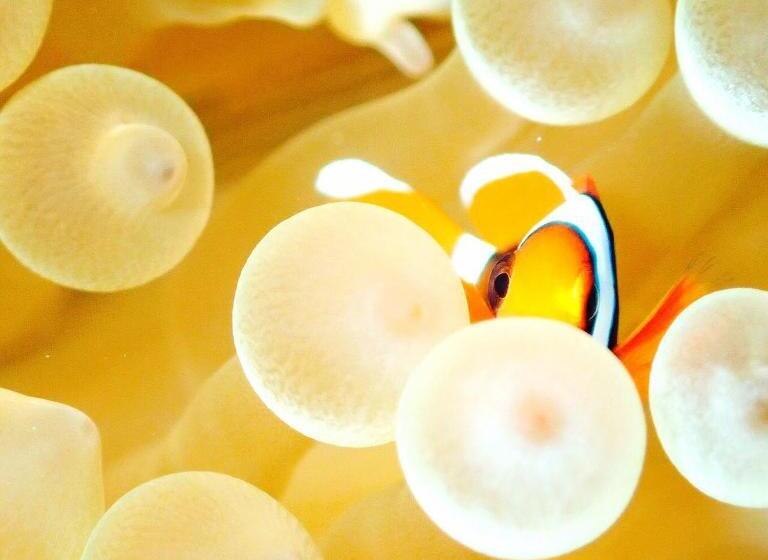 Pensão Ocean Front Miyakojima