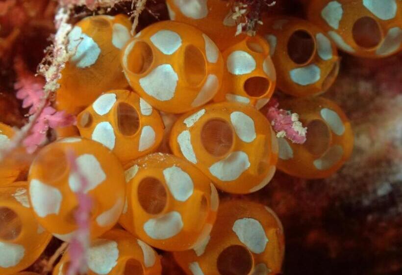 Pensão Ocean Front Miyakojima