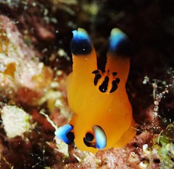 Pensão Ocean Front Miyakojima