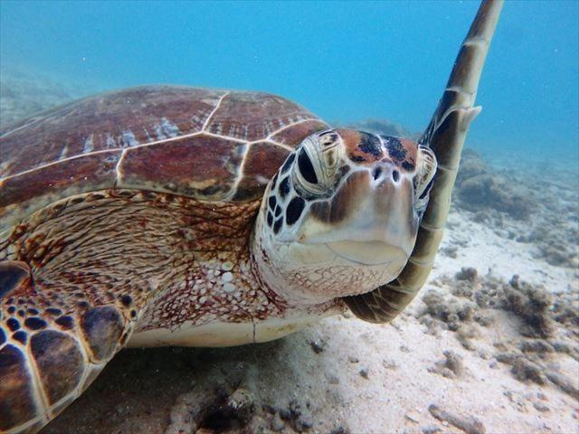 Pensão Ocean Front Miyakojima