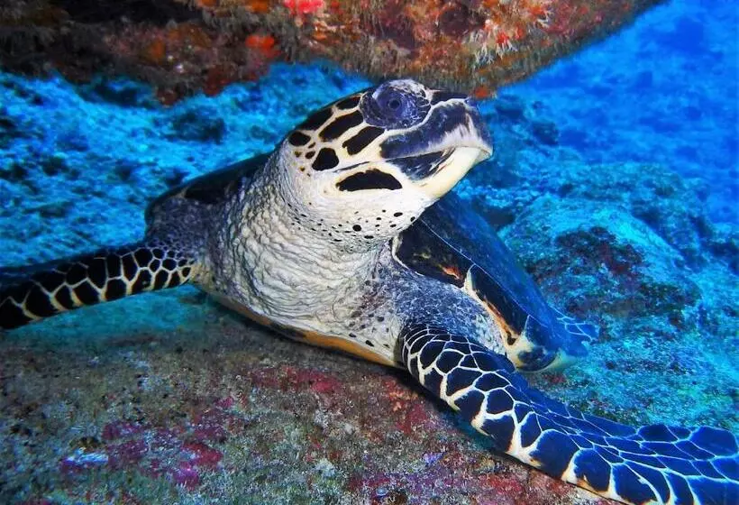 ペンション Ocean Front Miyakojima