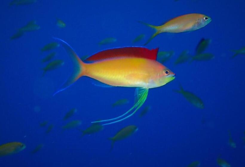 Pensão Ocean Front Miyakojima
