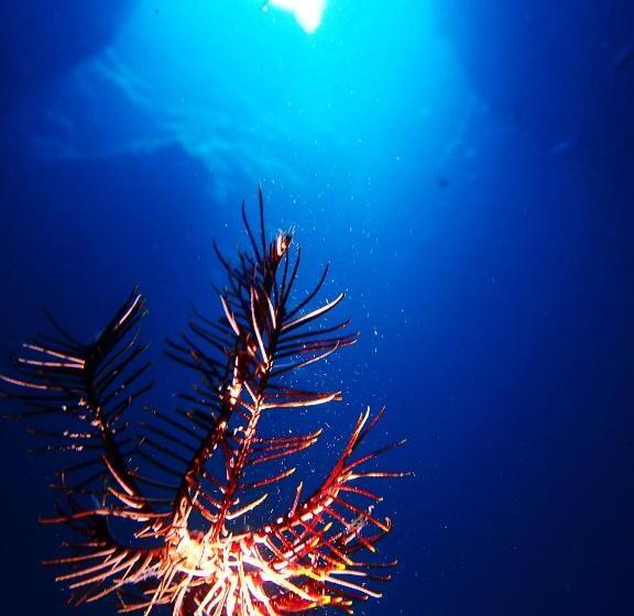 Pensão Ocean Front Miyakojima