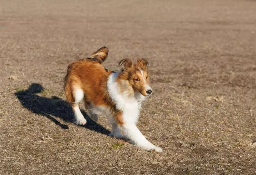 Hotelli Plufino Resort Villa