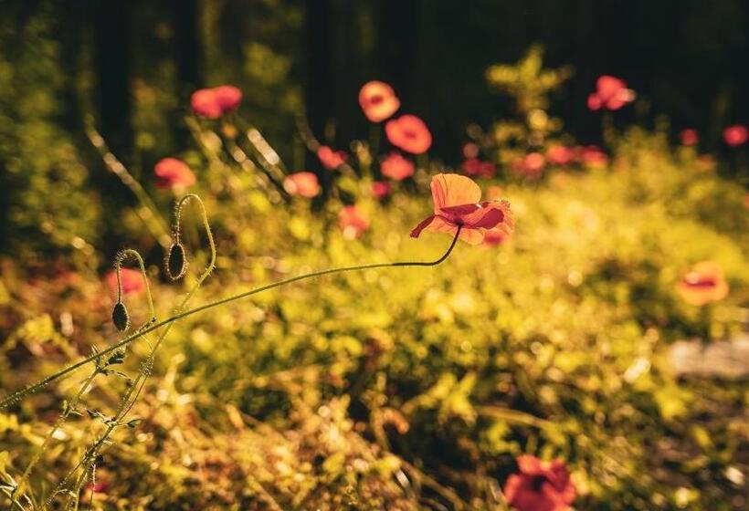 Bed and Breakfast Annexet Orrabackens