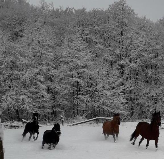 Bed and Breakfast La Nouvelle Diligence