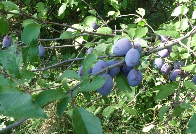 ベッドアンドブレックファースト 2 Chambres D Hôtes Privées Louées Séparément Avec Communs à Partager