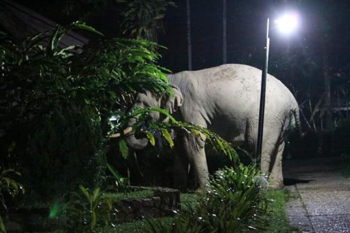 פנסיון Canopy Inn