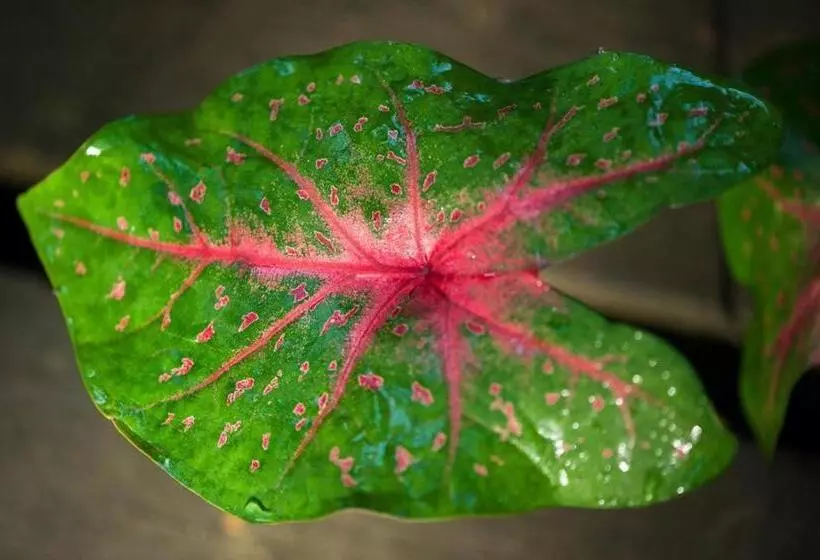 Sepilok Nature Lodge   Formerly Known As Sepilok Nature Resort