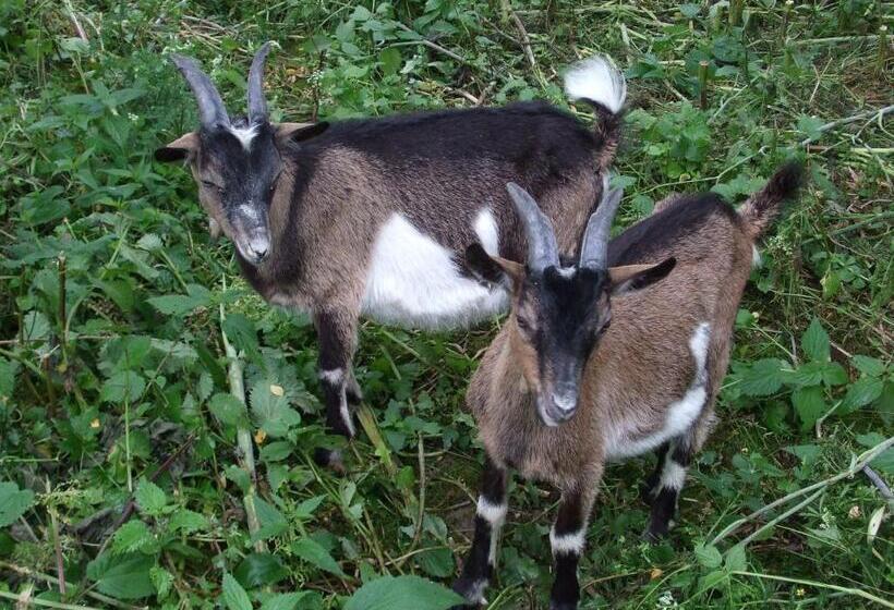 Vizimalom Kemping, Panzió és étterem