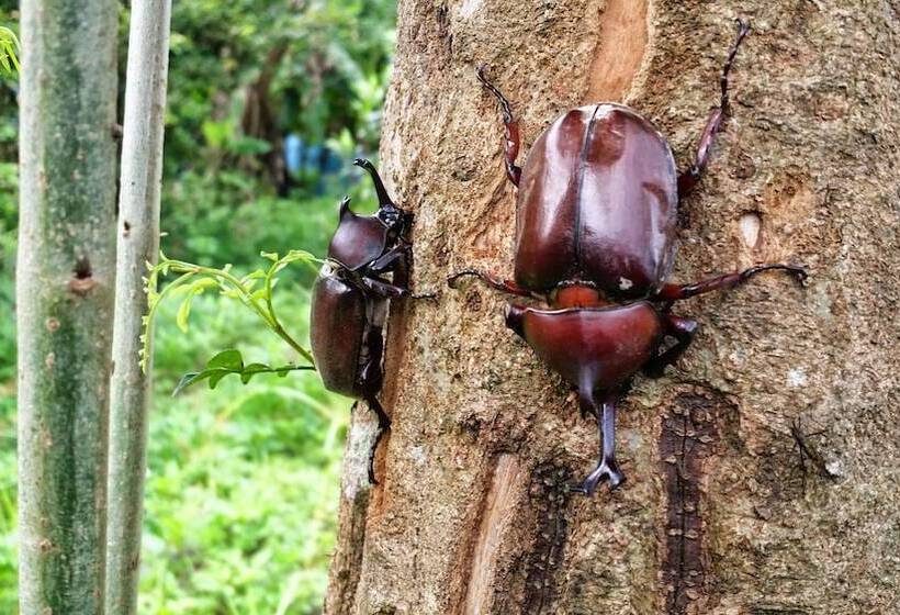 تختخواب و صبحانه Barefoot And Breakfast