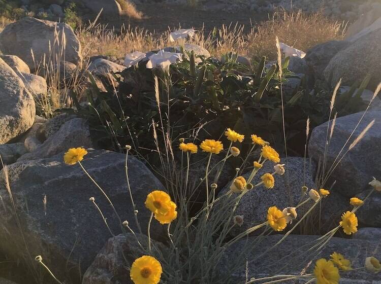 Motel Inn At Palm Springs