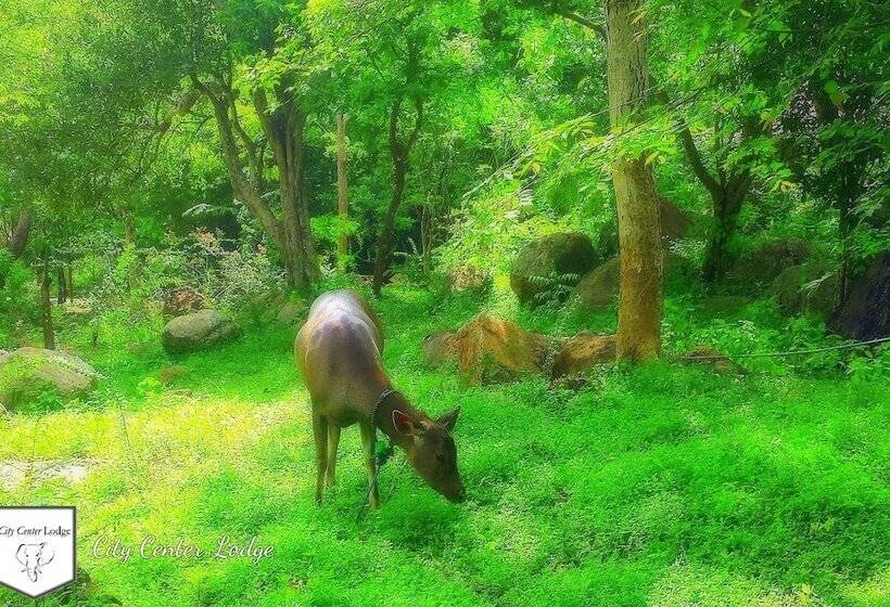 בית מלון כפרי City Center Lodge