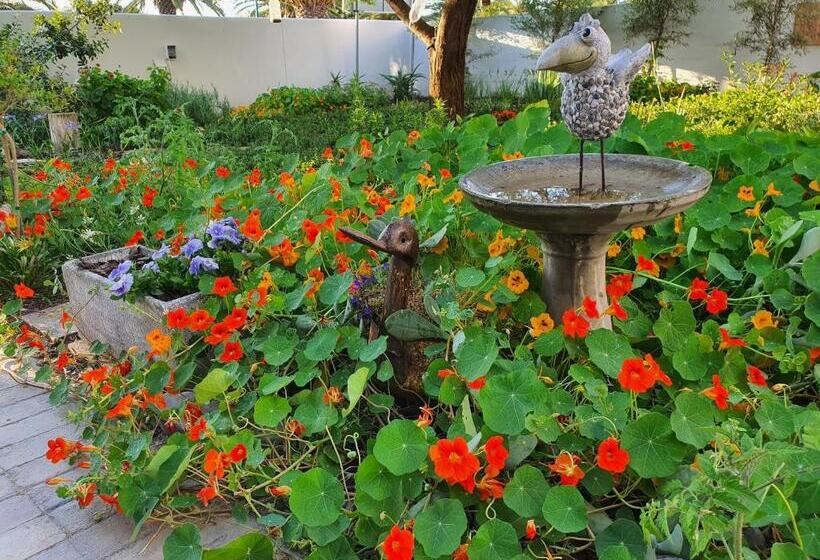 פנסיון Albatross Guesthouse