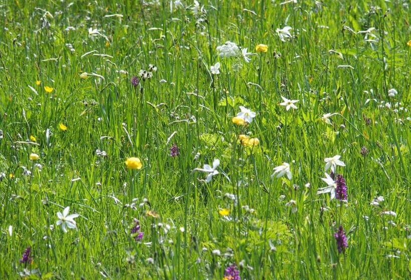 مبيت وإفطار Pension Alpenhof