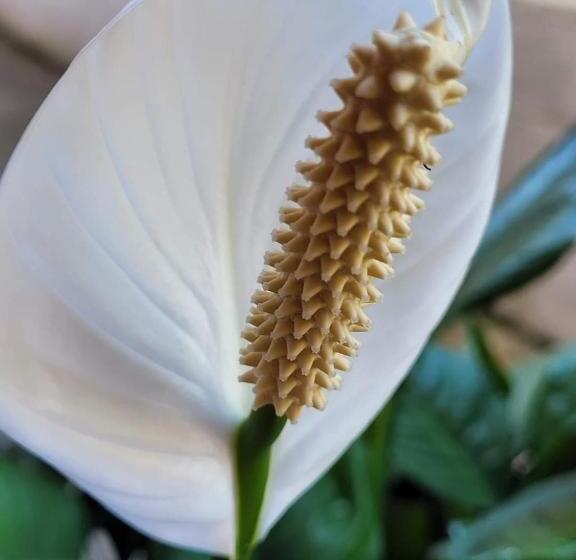 فندق Saint Charles Inn, Belize Central America