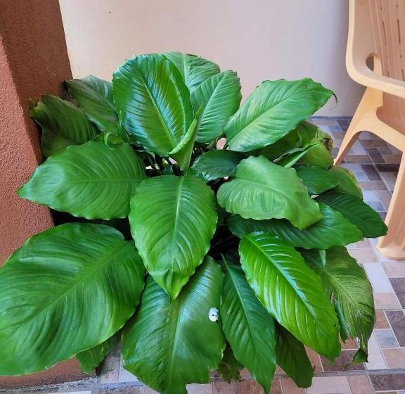 فندق Saint Charles Inn, Belize Central America