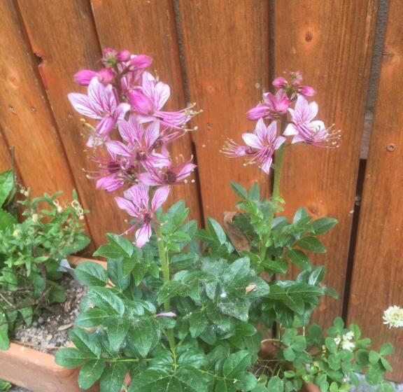 Pension Zur Freiheit