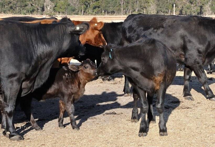 Wilga Farm Stay Shearer S Shacks Single