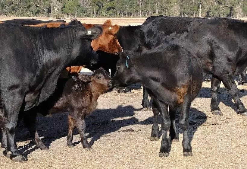 Wilga Farm Stay   Shearer S Shacks   Single