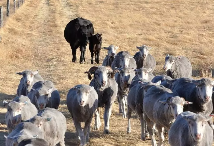 Wilga Farm Stay   Shearer S Shacks   Single
